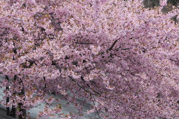 河津桜　いわき
