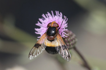 Volucella pellucens, known as the Pellucid Fly or Large Pied-hoverfly