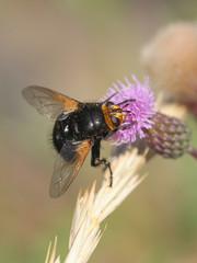 Volucella pellucens, known as the Pellucid Fly or Large Pied-hoverfly