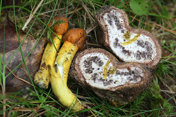 Cordyceps longisegmentis, a parasitic sac fungi from Finland