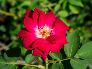 red of Damask Rose flower