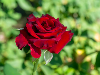 Deep red of Damask Rose flower
