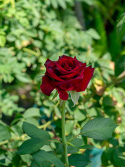 Deep red of Damask Rose flower