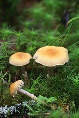 Cystoderma amianthinum, commonly called the saffron parasol, the saffron powder-cap, or the earthy powder-cap