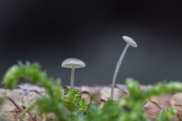 Mushroom, photo Czech Republic, Europe