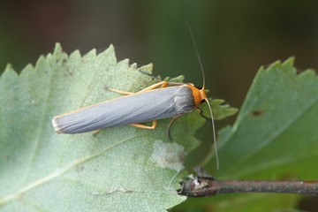 Manulea complana, also called Eilema complanum,  the scarce footman