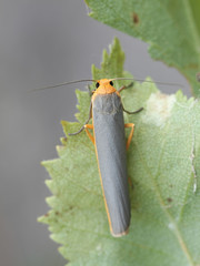 Manulea complana, also called Eilema complanum,  the scarce footman