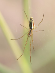 Orb-weaving spider, Metellina mengei/segmentata
