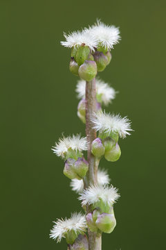 Triglochin maritima, known as seaside arrowgrass, common arrowgrass, sea arrowgrass and shore arrowgrass
