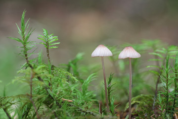 Mycena rubromarginata, known as the Red Edge Bonnet, wild mushroom from Finland