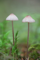 Mycena rubromarginata, known as the Red Edge Bonnet, wild mushroom from Finland