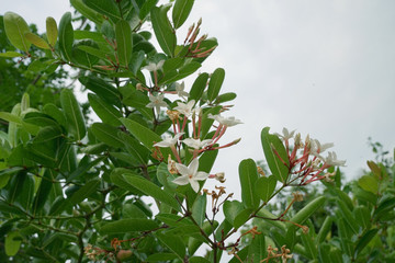 (Bengal Currant ,Carissa carandas L.) White flowers of mango yawning lime booing Blossoming in the summer Its leaves are slender, green. Blurred back.