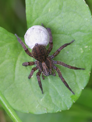 Trochosa ruricola, a wolf spider whose common name is rustic wolf spider