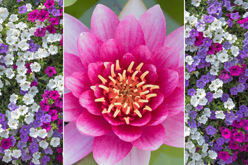 Collage - water lily and colorful petunias