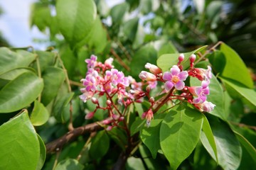 Selective focus of Carambola shoot and blooming flowers, or it called star fruit flower with blurry green leaves background