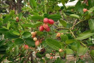 Mango yawning, red boo lime, Thai herbs used in health care Red of ripe fruit.
