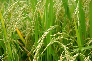 Fototapeta na wymiar Raw grain rice field agriculture plant in the nature