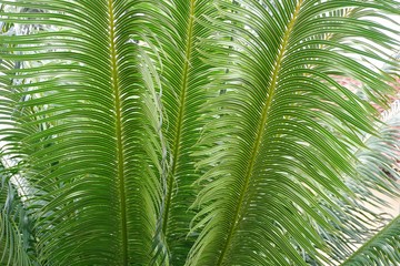 Obraz na płótnie Canvas Close up of tropical palm tree leaves