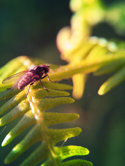 Nature macro photography