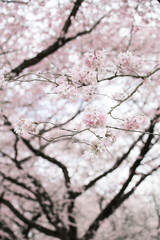 Frühlingduft, Sakura