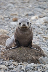 Naklejka premium Fur Seal in South Georgia