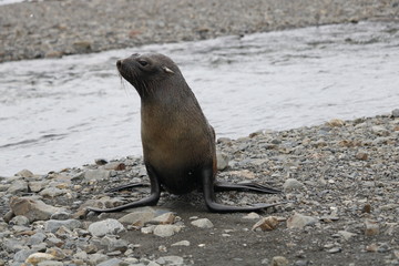 Fur Seal in South Georgia