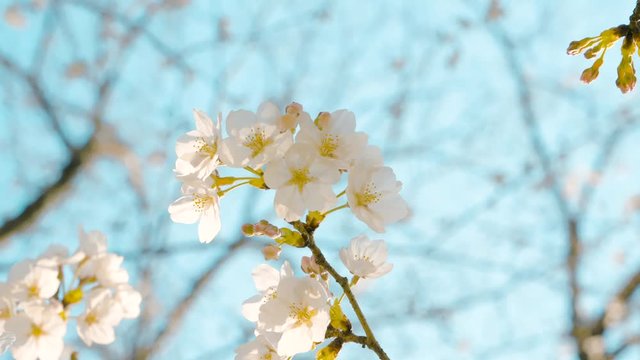 春を告げる開花したばかりの日本の桜（ソメイヨシノ）