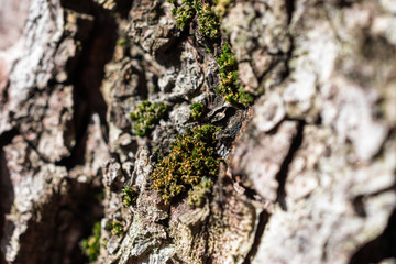 Macro photo of moss on the crust of an old tree at the Buda Castle in Budapest.