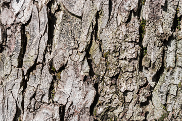 Macro photo of the crust of an old tree at the Buda Castle in Budapest.