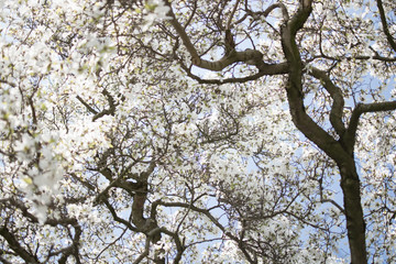 Weisse Magnolia