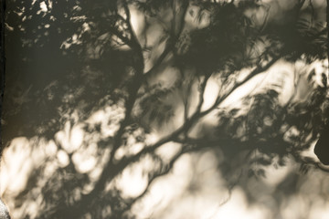 Shadow of a tree on rough wall.