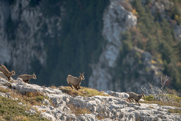 chamois in mountains