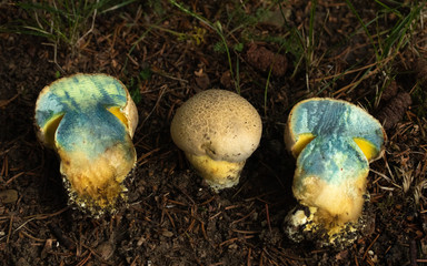 Mushroom, photo Czech Republic, Europe