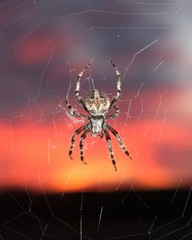 Spider Hanging In a Web Against a Beautiful Oklahoma Sunset