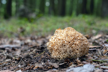 Mushroom, photo Czech Republic, Europe