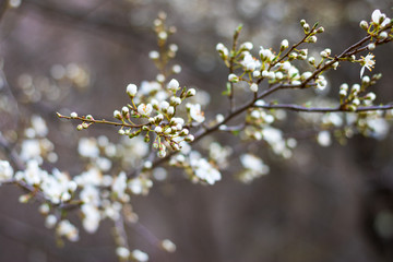 Tree buds in the spring. Plum buds. Plum blossom