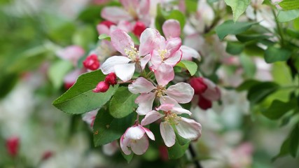 primavera