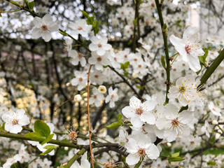 Lots of white cherry blossoms on the tree. White cherry blossom.