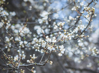 Tree buds in the spring. Plum buds. Plum blossom