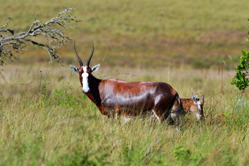 blesbok damaliscus dorcas phillipsi in Malolotja nature reserve in southern Africa