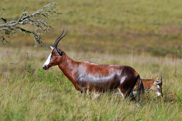 blesbok damaliscus dorcas phillipsi in Malolotja nature reserve in southern Africa