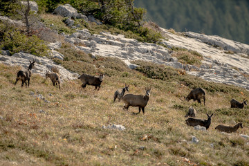 herd of mountain goats