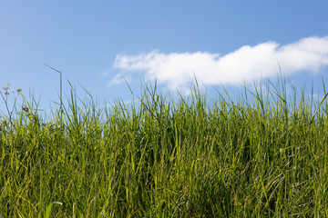 Hohes Gras vor blauem Himmel mit Wolken