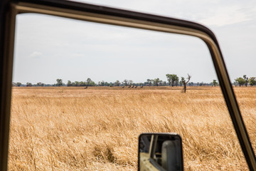 Blick aus Autofenster auf afrikanische Savannenlandschaft mit Zabras