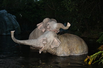 elephant in the water