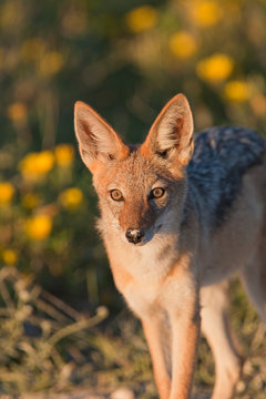 Jackal_.9004