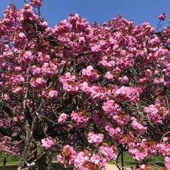 Cherry blossom tree pink flowers in boom in march and april in Parc de Sceaux, France