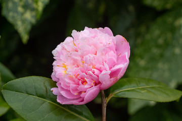 Pink flower of camellia in a garden during spring