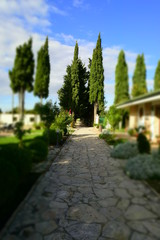 Fototapeta na wymiar Beautiful Plants and Trees With Path by Morning