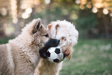 zwei junge Hunde spielen im Garten Mischlingshündin spielt mit reinrassiger Eurasier Hündin mit einem kleinen Fussball knabbern und beißen in den Ball - obrazy, fototapety, plakaty
